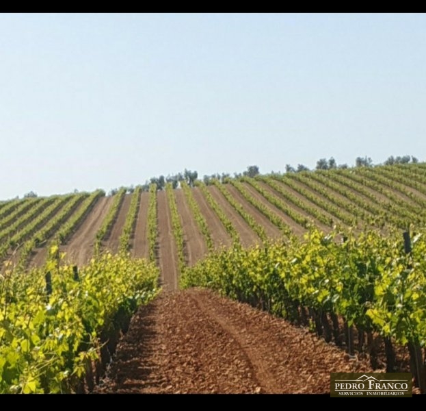 FINCA EN VENTA EN CORTE DE PELEAS